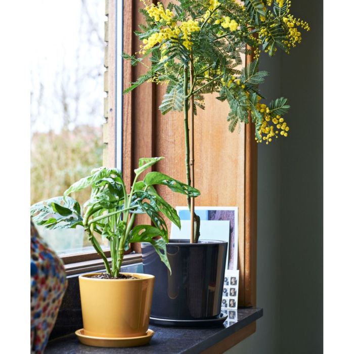 Botanical Family Saucer XL