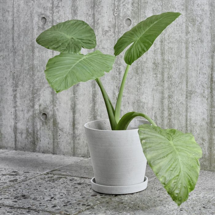 Flowerpot With Saucer, XXXL